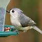 Beginning Birding  — Hernando Audubon Society event image