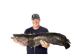 The Biggest Fish Book 14 Of The Biggest Fish Ever Caught Snakehead Fish Fish Big Fish