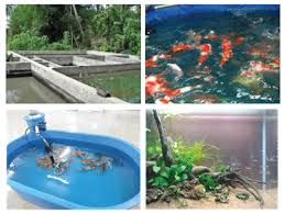 Wadah Budidaya Ikan Hias Mikirbae Com