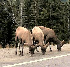 Wildlife In Colorado Red Mountain Pass Colorado Colorado Native Colorado Usa Colorado Vacation
