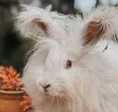 Sustainable fashion! When my angora rabbit molts I collect ...