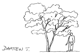 Image result for Galiniera saxifraga