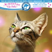 This is much faster than the growth rate of adopting families. Queens Animal Health Nyc Pet Health Animals Health