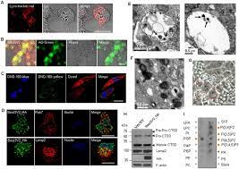 Hold your breath to see how long you can live without. Vac V2s Are Swelling Lysosomes A Live Cell Imaging Of The Lysosome Download Scientific Diagram