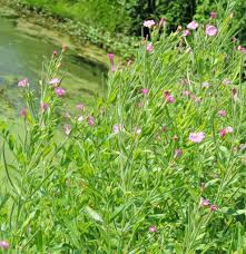 Image result for Epilobium hirsutum