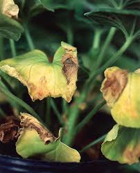 ゼラニウム葉枯病 農業害虫や病害の防除 農薬情報 病害虫 雑草の情報基地 全国農村教育協会