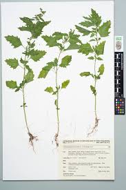 Image result for Chenopodiastrum