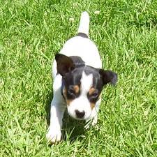Rat Terrier Puppies Black And Brown Baby Rat Terrier Rat Terrier Dogs Rat Terriers Baby Rats