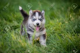 This is also true of eye color. Blue Eyes Siberian Husky Puppy Standing On Green Grass Stock Photo Picture And Royalty Free Image Image 77442508