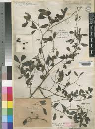 Image result for Rhoicissus revoilii