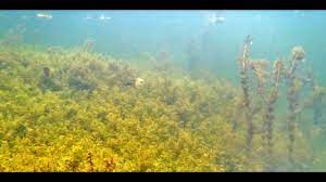 We did not find results for: A Hydrilla Solution Youtube