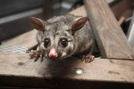 We did not find results for: The Many Tried And Tested Methods I Used To Get Rid Of Possums In My Backyard