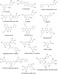 Image result for Sorindeia juglandifolia
