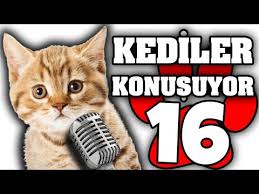 Konusan Kediler 16 En Komik Kedi Videolari Youtube