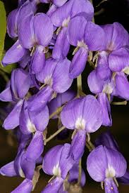 Image result for Bolusanthus