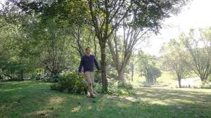 We've got some really great trees that limb was probably 10 feet long, and definitely weighted enough that if it had landed on a we had to use an aborist company to cut the palms down as they were too big for our normal. A Complete Guide To Pruning And Trimming Trees