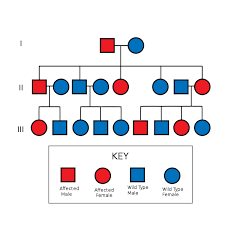 diagram of pedigree get rid of wiring diagram problem