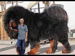 Males can weigh as much as 160 pounds or so and females can weigh as. Biggest Dog Found On Earth Tibetan Mastiff Kangal Pitbull Rottweiler German Shepher Big Dog Breeds Huge Dogs Worlds Biggest Dog