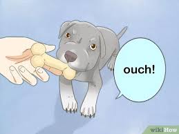 Maybe you would like to learn more about one of these? 3 Ways To Take Care Of A Pitbull Puppy Wikihow