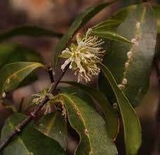 Image result for Cassipourea