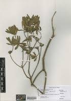 Image result for Gnidia glauca