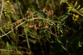 Image result for Tacazzea