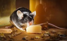 However, they will eat almost anything if they get hungry enough including their own tails. Why Do Mice Love Cheese Wonderopolis