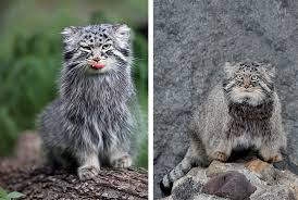 Самцы немного крупнее, чем самки. Da Budet Manul Shkola Moskva