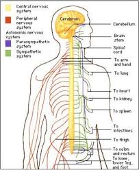 Central nervous system (consists of the brain and spinal cord) peripheral nervous system (includes all the nerves of the body) central nervous system Nervous System