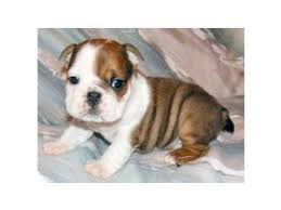Adopt an english bulldog and save a life! English Bulldog Puppies In Texas