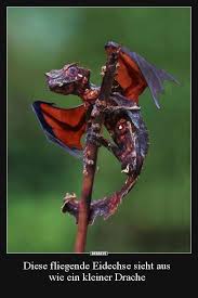Diese Fliegende Eidechse Sieht Aus Wie Ein Kleiner Drache Lustige Bilder Spruche Witze Echt Lustig Eidechse Kleiner Drache Drachen