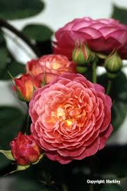 Rosa Ina An Mona Schone Rose Rosen Strauchrose