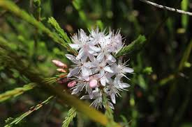 Image result for Tetragonia calycina