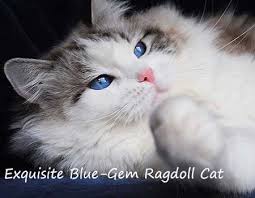 They are not overly demanding or hyper but they do enjoy attention and affection from their companions. Ragdoll Cat Breeders Ragdoll Kittens For Sale In Ohio Cincinnati Columbus