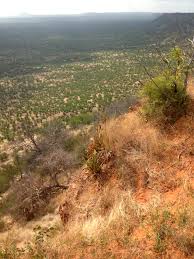 Image result for Aloe lutescens