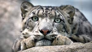 Spotting a Snow Leopard for the First Time Is a Religious Experience
