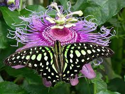 Pin On Miraculous Nature Inspirations