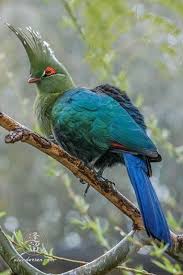 Livingstone S Turaco Goruntuler Ile Kus Gozlemciligi Guzel Kuslar