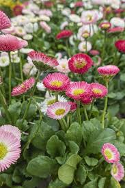 Image result for Bellis