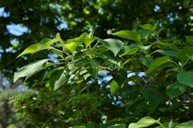 Image result for Clerodendrum tricholobum