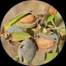 Image result for Landolphia owariensis