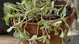 Image result for Portulacaceae