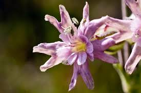 Image result for Silene kiwuensis