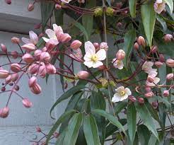 Check spelling or type a new query. Clematis Witroze Groenblijvend Kopen Tuincentrum Nl