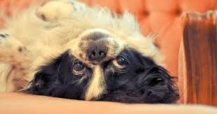 yaponskij hin foto drevnejshaya poroda komnatnyh sobak smotri bolshe http kot pes com yaponskij xin foto drevnejshaya poroda komn dogs animals photo sharing