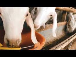 Maybe you would like to learn more about one of these? 19 Mb Cara Membuat Pakan Kambing Fermentasi Bahan Murah Mudah Didapat Nutrisi Terpenuhi Download Lagu Mp3 Gratis Mp3 Dragon