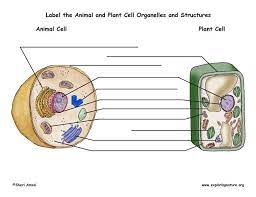 Animal Vs Plant Cells Nice Unlabeled Diagrams Exploring Nature Plant Cell Diagram Cell Diagram Plant Cell