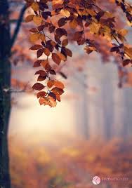 2019 New Cb Backgrounds For Editing Dslr Background Images Love Background Images Background Images Because everyone love nature photo editing. 2019 new cb backgrounds for editing