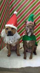 Pin By Kaitlyn Bishop On Greeting Cards And Gifs With Animals Pitbulls Santa Paws Christmas Animals