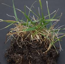 How to dethatch your lawn tackle small lawns with a dethatching rake, and rent a dethatcher (also known as a vertical cutter, verticutter, or. How To Dethatch Your Lawn Dengarden